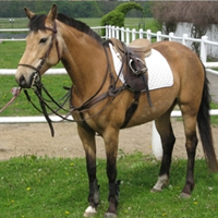 17Pferde aus eigener Zucht