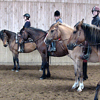 reiten37
