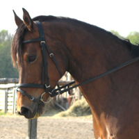 01 Pferde aus eigener Zucht