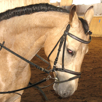 05 Pferde aus eigener Zucht