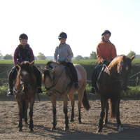 07 Pferde aus eigener Zucht