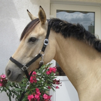 09 Pferde aus eigener Zucht