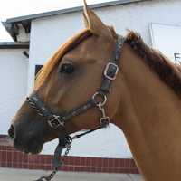 11 Pferde aus eigener Zucht