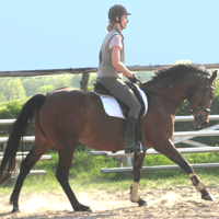 12 Pferde aus eigener Zucht