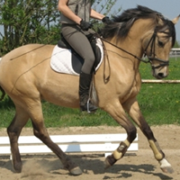 14 Pferde aus eigener Zucht