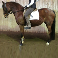 16 Pferde aus eigener Zucht