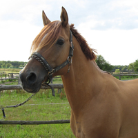 19 Pferde aus eigener Zucht